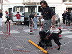 ingrandisci